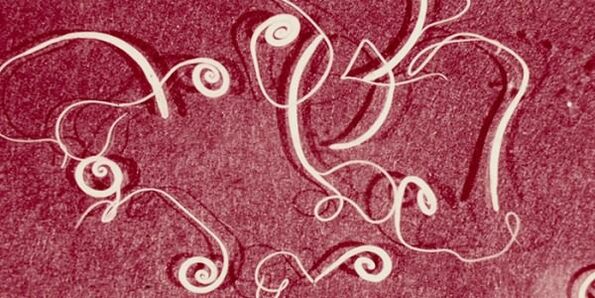 insan parazitlerinin fotoğrafı