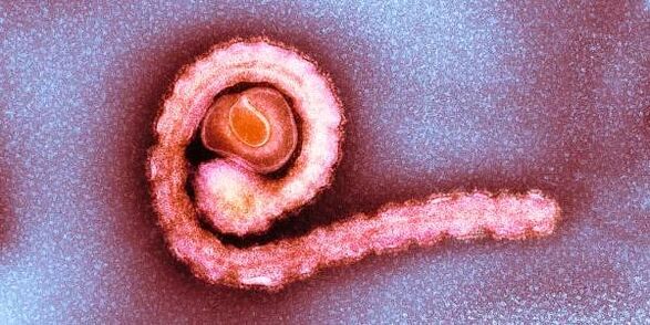 insan vücudundaki cüce tenya